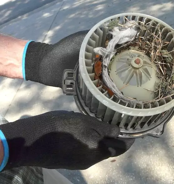 About Air Duct Mice Removal in Alamo, TX